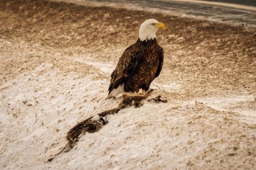 Free Bald eagle perched on a snowy landscape in Elba, Minnesota, showcasing its majestic presence in nature. Stock Photo