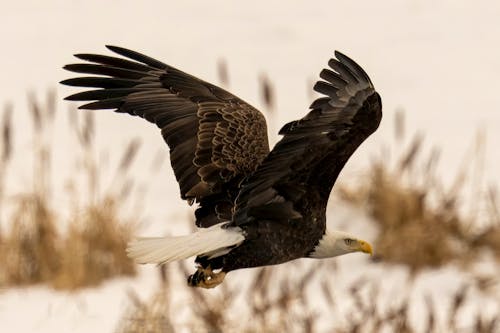 Fotobanka s bezplatnými fotkami na tému divočina, lietanie, orliak bielohlavý