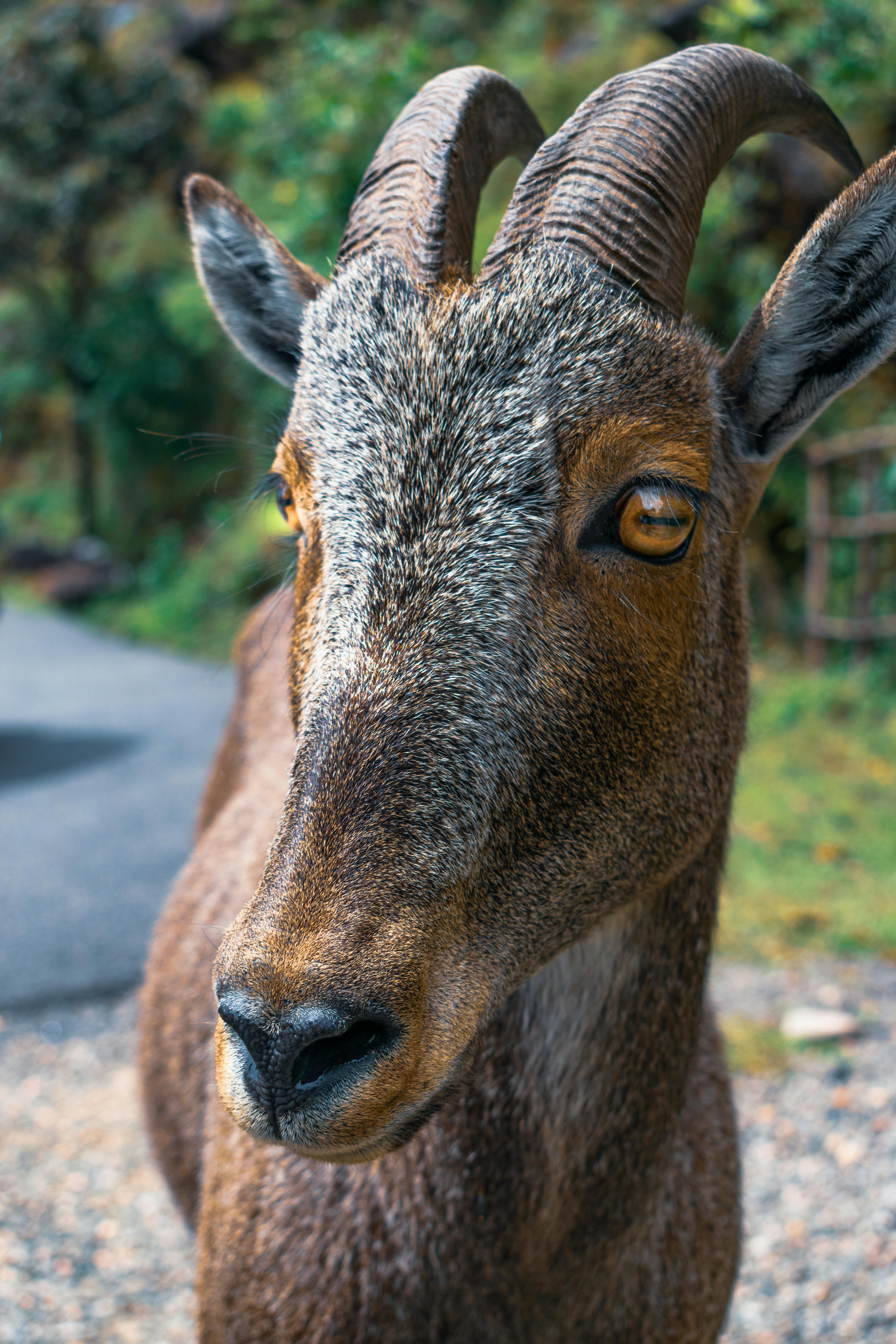 A detailed close-up photo of a goat with antlers in a natural outdoor setting.