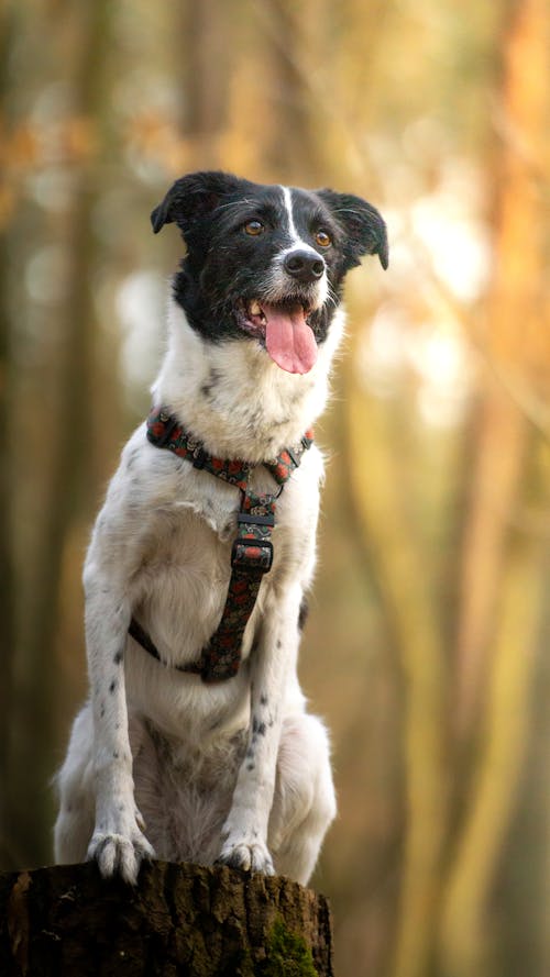 A Dog on a Tree Stump in a Forest 