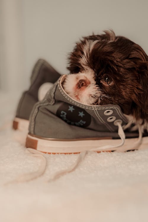 shitzu, 俄罗斯彩色的小狗, 動物 的 免费素材图片