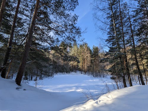 Бесплатное стоковое фото с голубое небо, деревья, зима