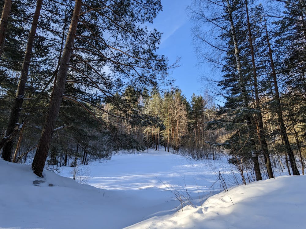 Kostenloses Stock Foto zu bäume, blauer himmel, kalt