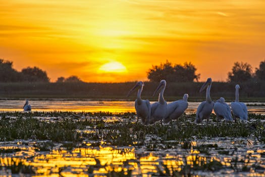 Pelicans silhouetted against a vibrant sunset on a tranquil lake, showcasing nature's beauty.