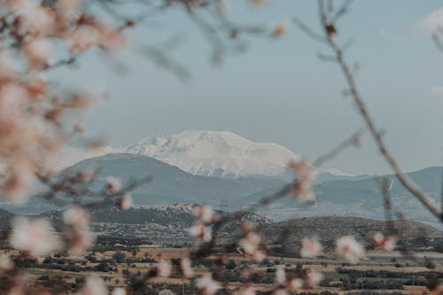 Close up of Blossoms with Mountains behind 