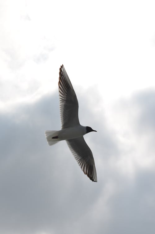날개, 날으는, 동물의 무료 스톡 사진