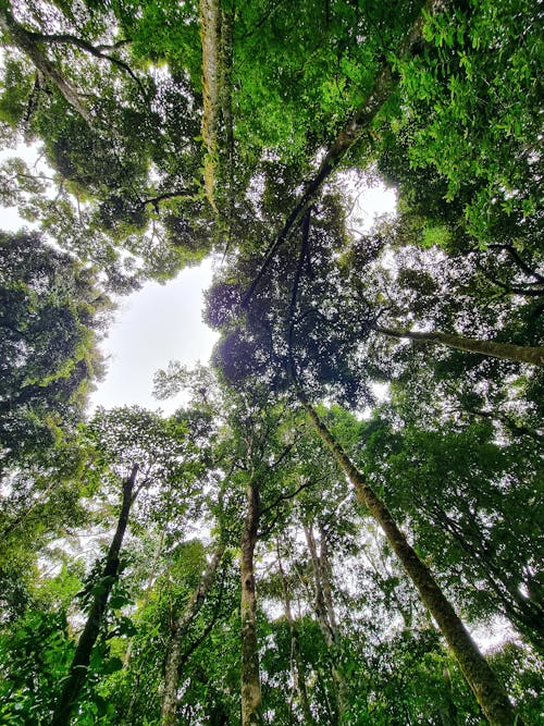 Imagine de stoc gratuită din copaci pădure, plante verzi închis, respirație