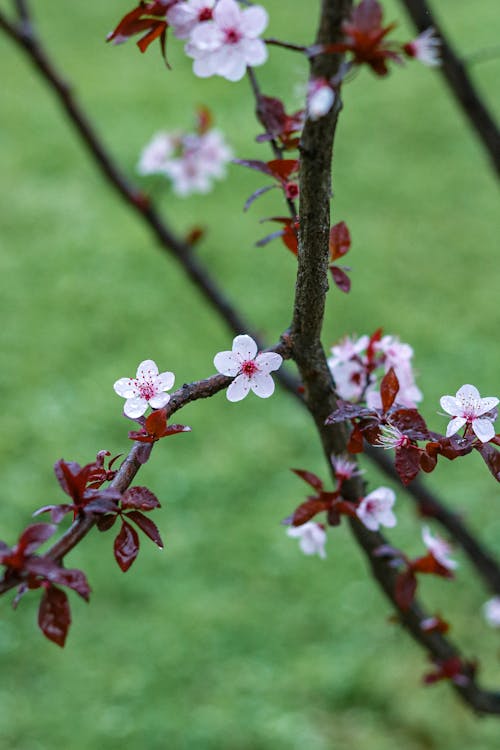 Close up of Blossoms on Branches