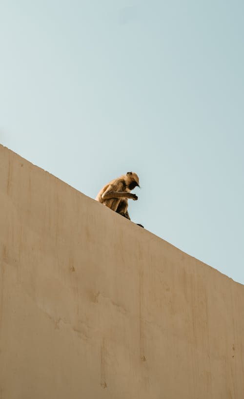 Monkey Sitting on Stone Wall on Blue Sky 