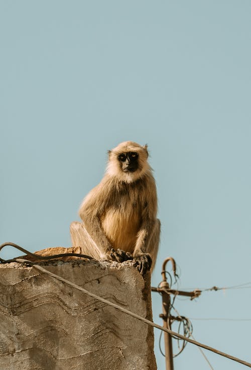 Monkey Sitting on Wall on Blue Sky
