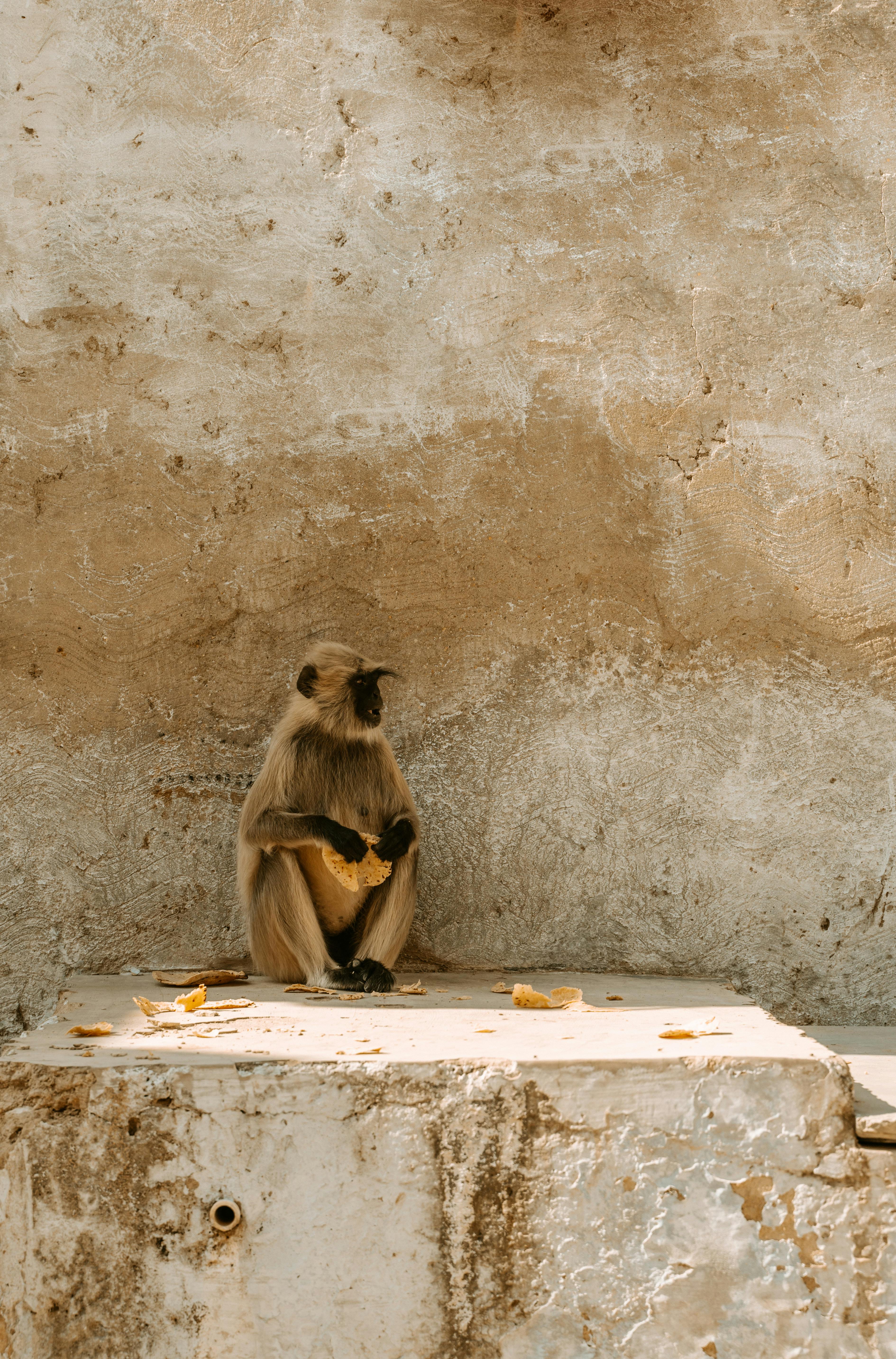 A gray langur sits eating on a stone platform, captured in a bright outdoor setting.