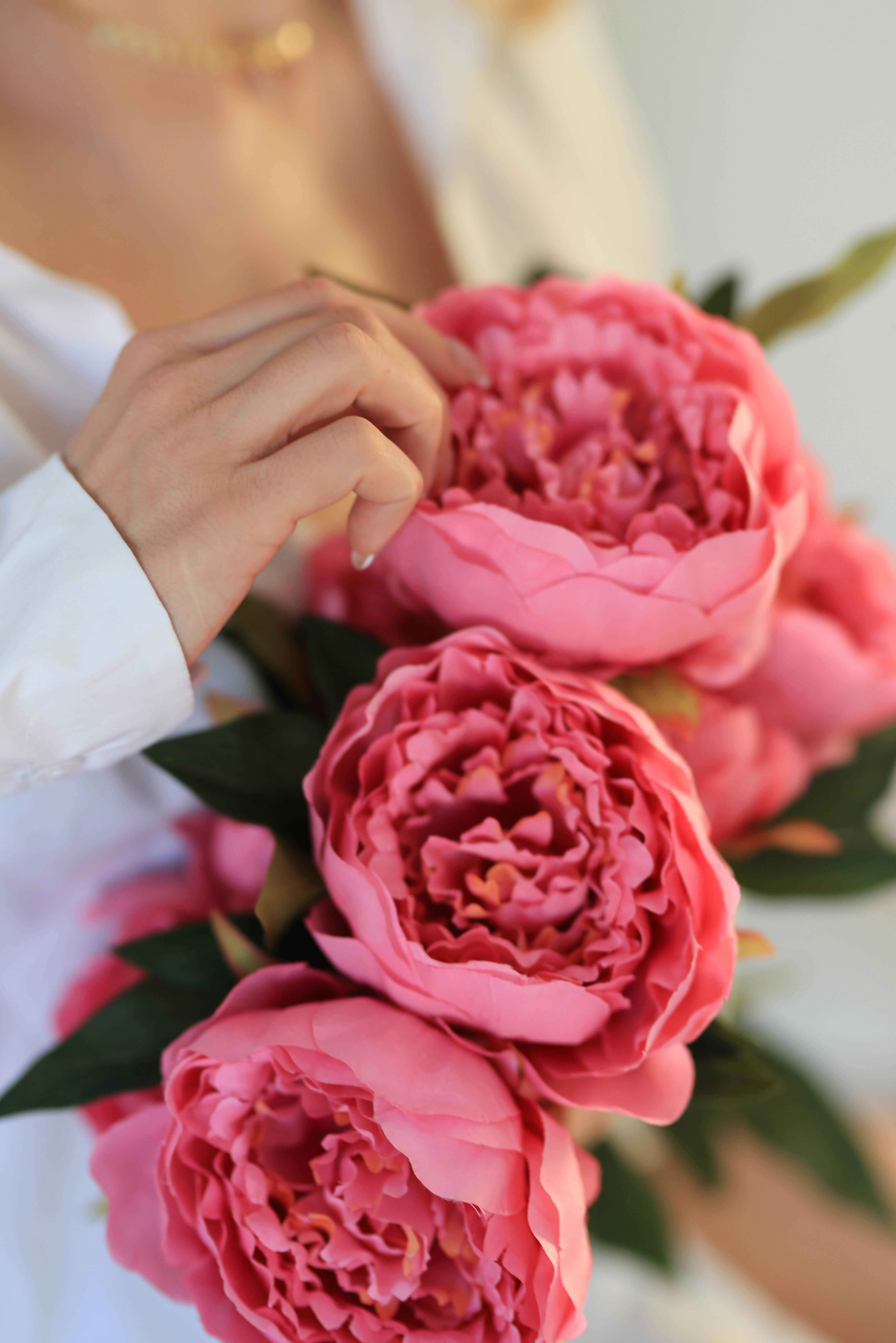 Close-up of a woman holding beautiful pink peonies, emphasizing delicate petals and elegance.