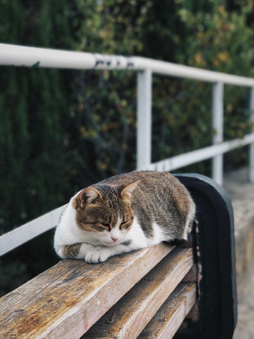 Free A serene cat lounging on a wooden bench, surrounded by nature. Stock Photo