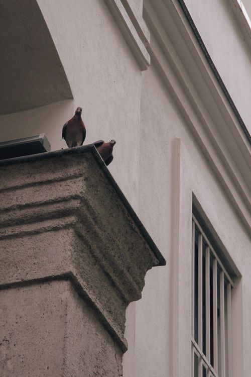 Free Two pigeons resting on a concrete ledge of an urban building seen from a low angle. Stock Photo