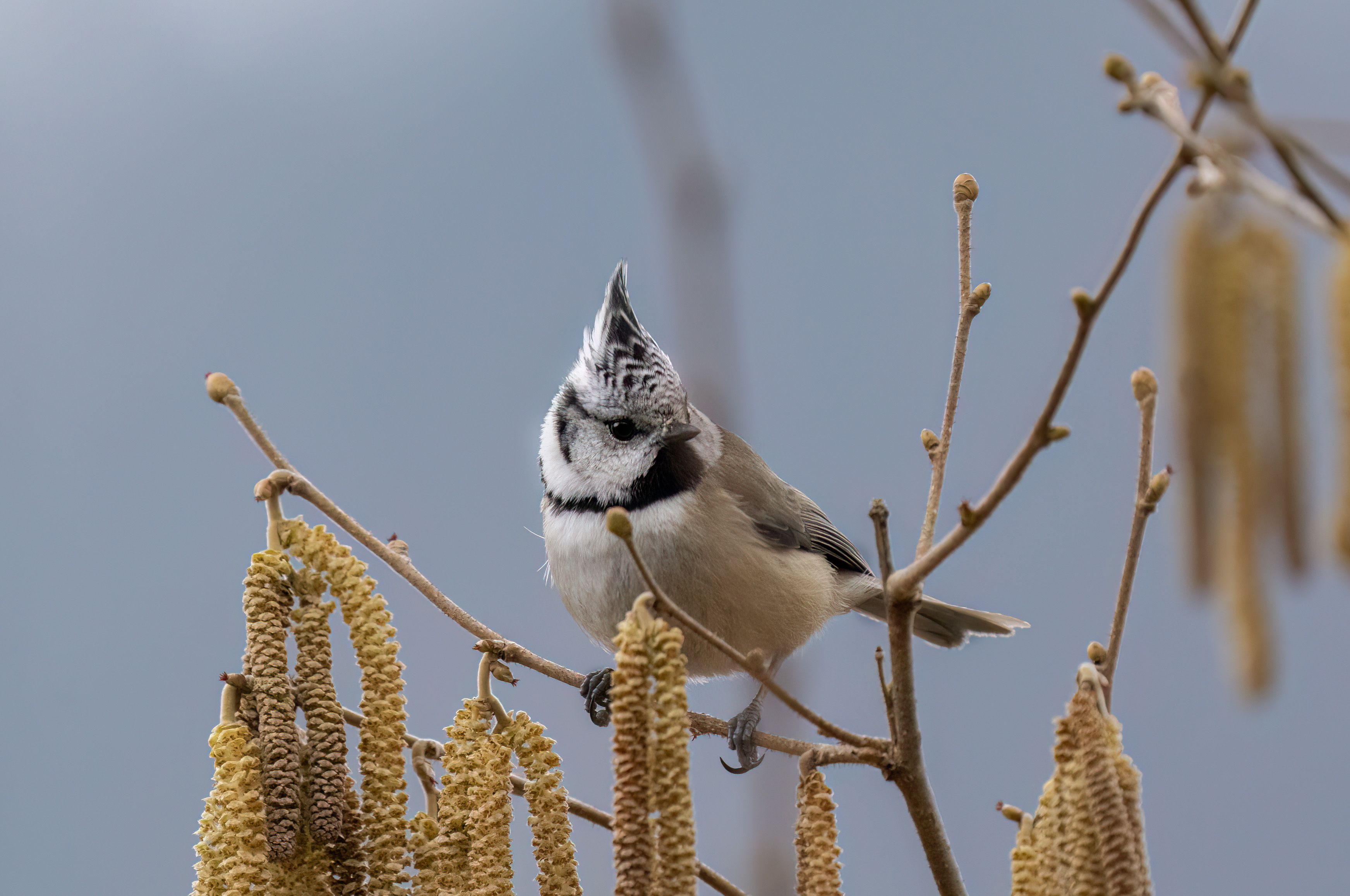 close-up-of-a-crested-tit-sitting-on-a-tree-free-stock-photo