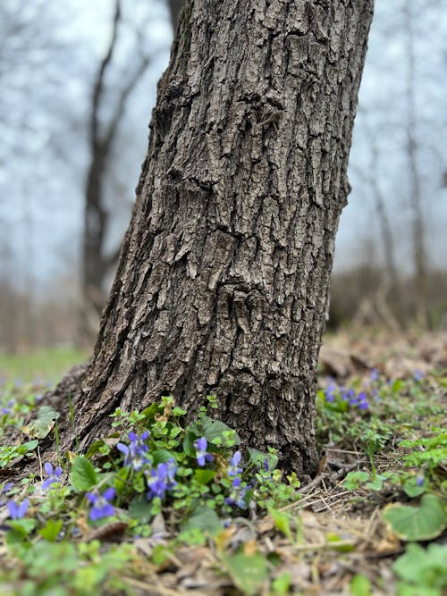 Violet Flowers Growing at Tree Foot