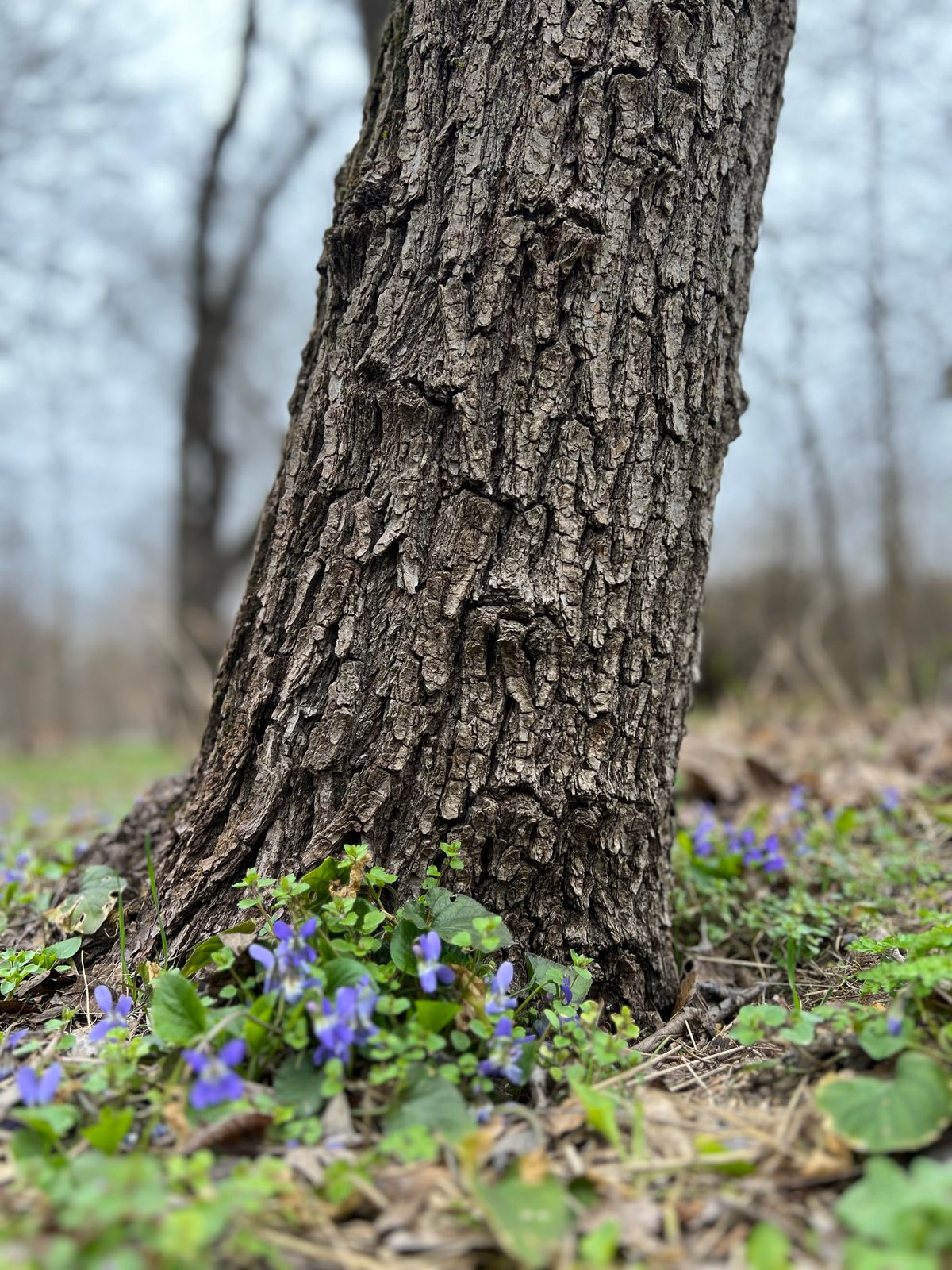 Picture of Wood Violet Photos, Download The BEST Free Wood Violet Stock Photos ...