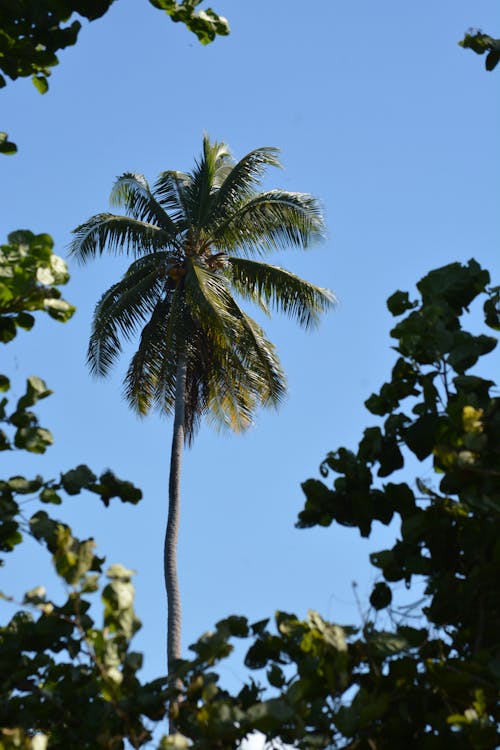 Clear Sky over Palm Tree