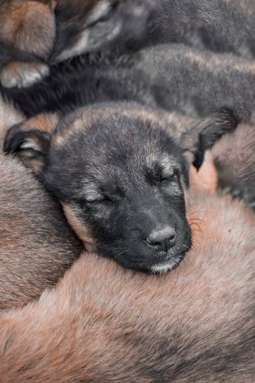 Close up of Sleeping Dog