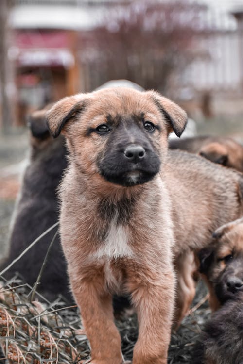 Close-up of a Puppy 