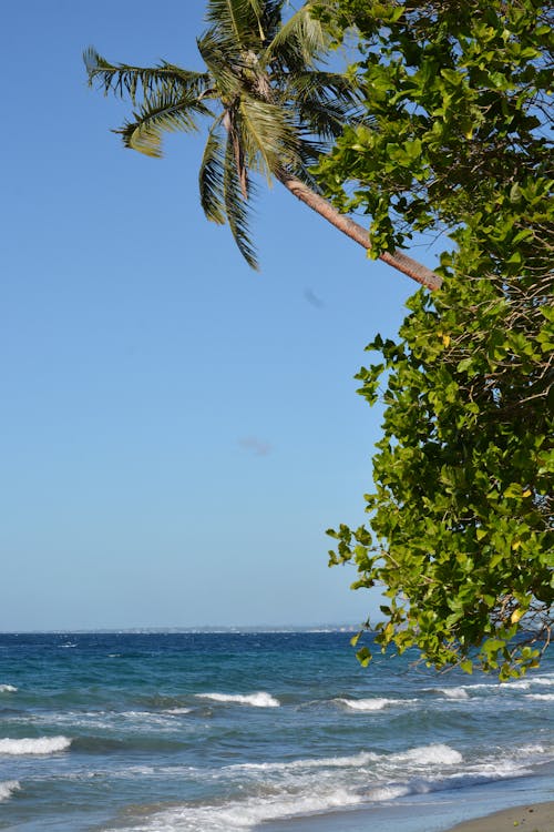 Darmowe zdjęcie z galerii z błękitne niebo, czyste niebo, drzewo palmowe