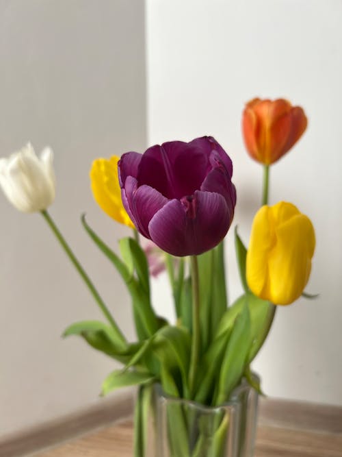 Tulips in Vase