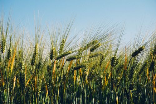 Free Lush barley field stretching under a clear blue sky, signifying abundance and growth. Stock Photo