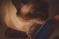 一只连体猫在室内舔育儿袋里食物的特写，非常适合宠物和动物主题