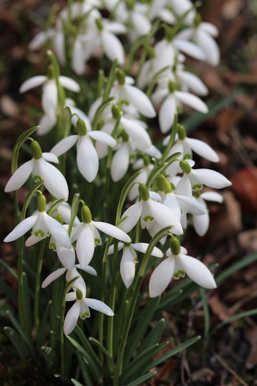 Immagine gratuita di avvicinamento, bocciolo, fiori