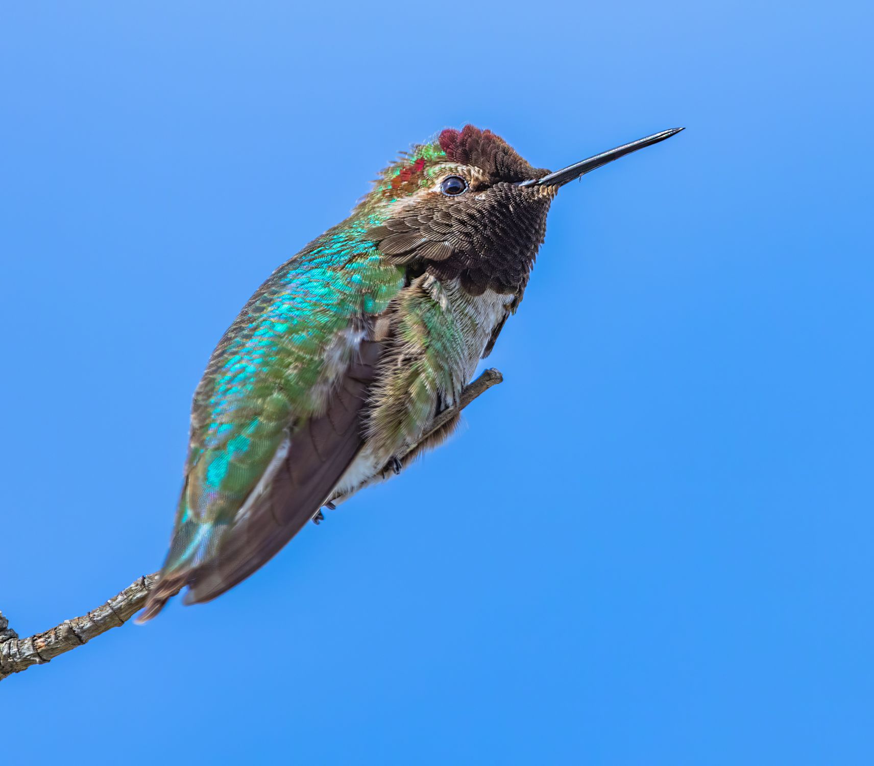 Round Hummingbird Close up of Hummingbird · Free Stock Photo