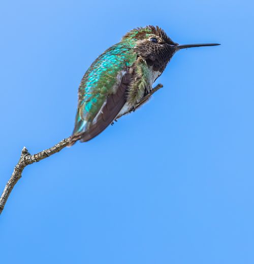 Free Close-up of a colorful hummingbird on a branch against a clear blue sky. Stock Photo