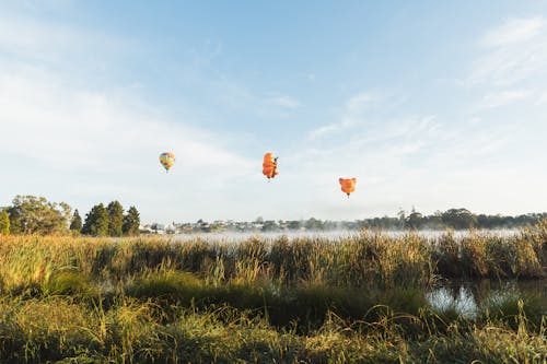 View of Hot Air Balloons Flying over a Meadow