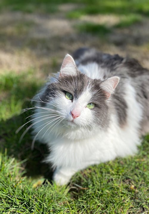 Fotobanka s bezplatnými fotkami na tému domáce zviera, klamanie, mačací