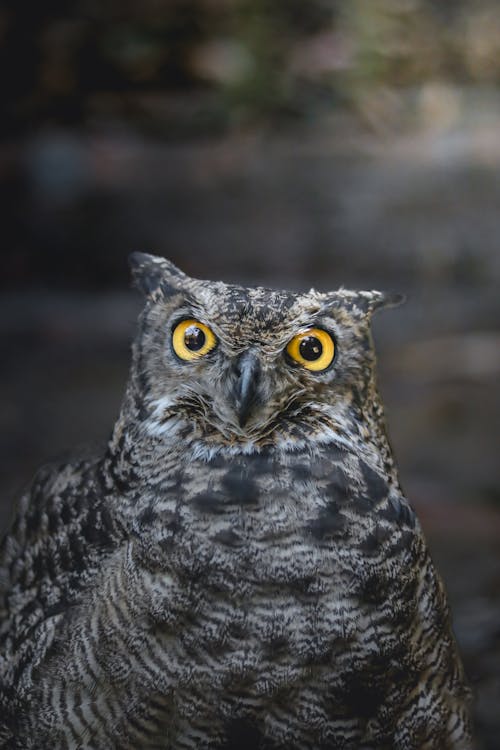 Close-up of Spotted Eagle-owl 