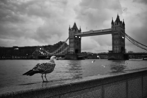 倫敦, 動物, 哥德式 的 免费素材图片