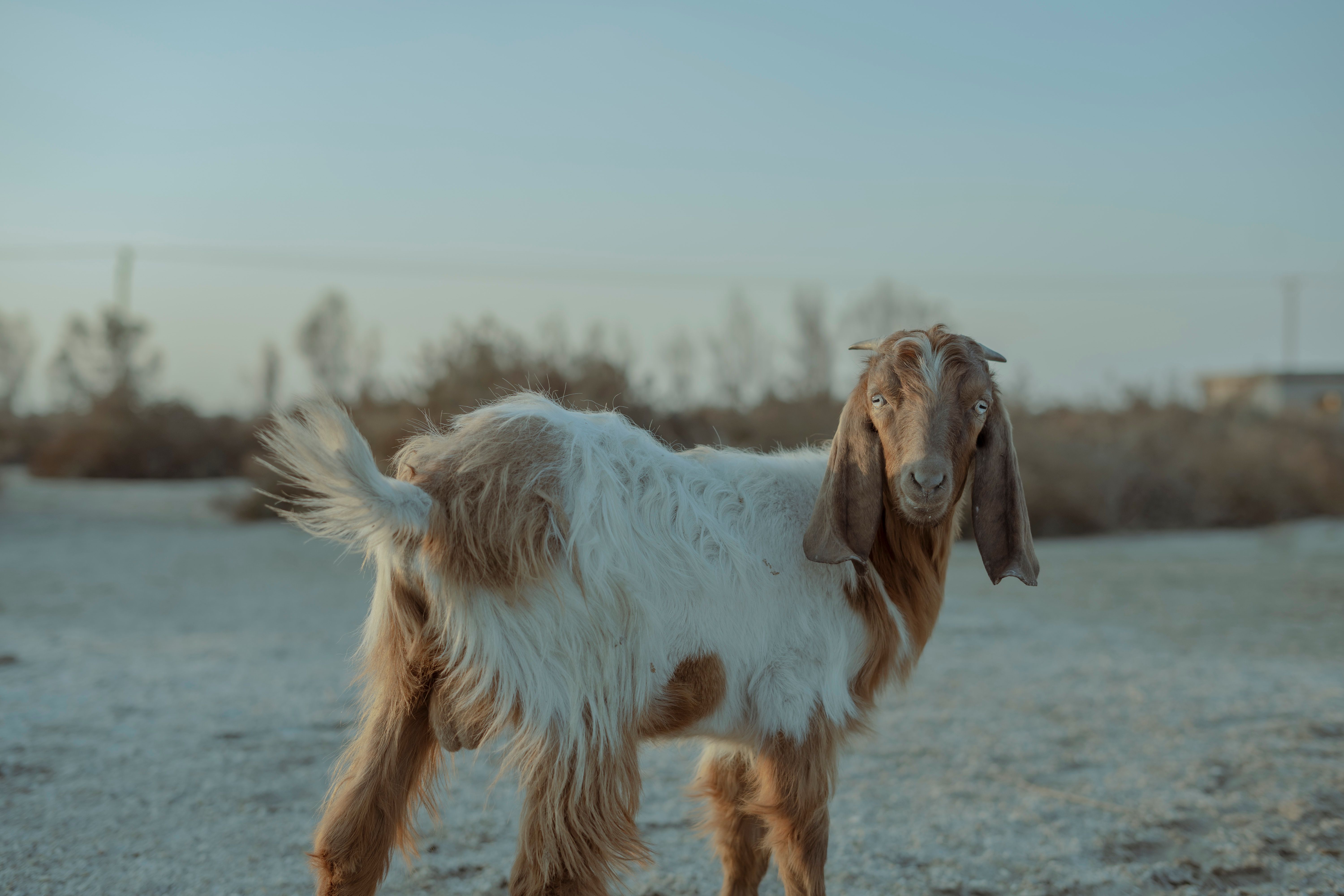 Portrait of a goat at a veterinary clinic