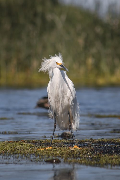Close-up of an Egret Standing on a Wetland 