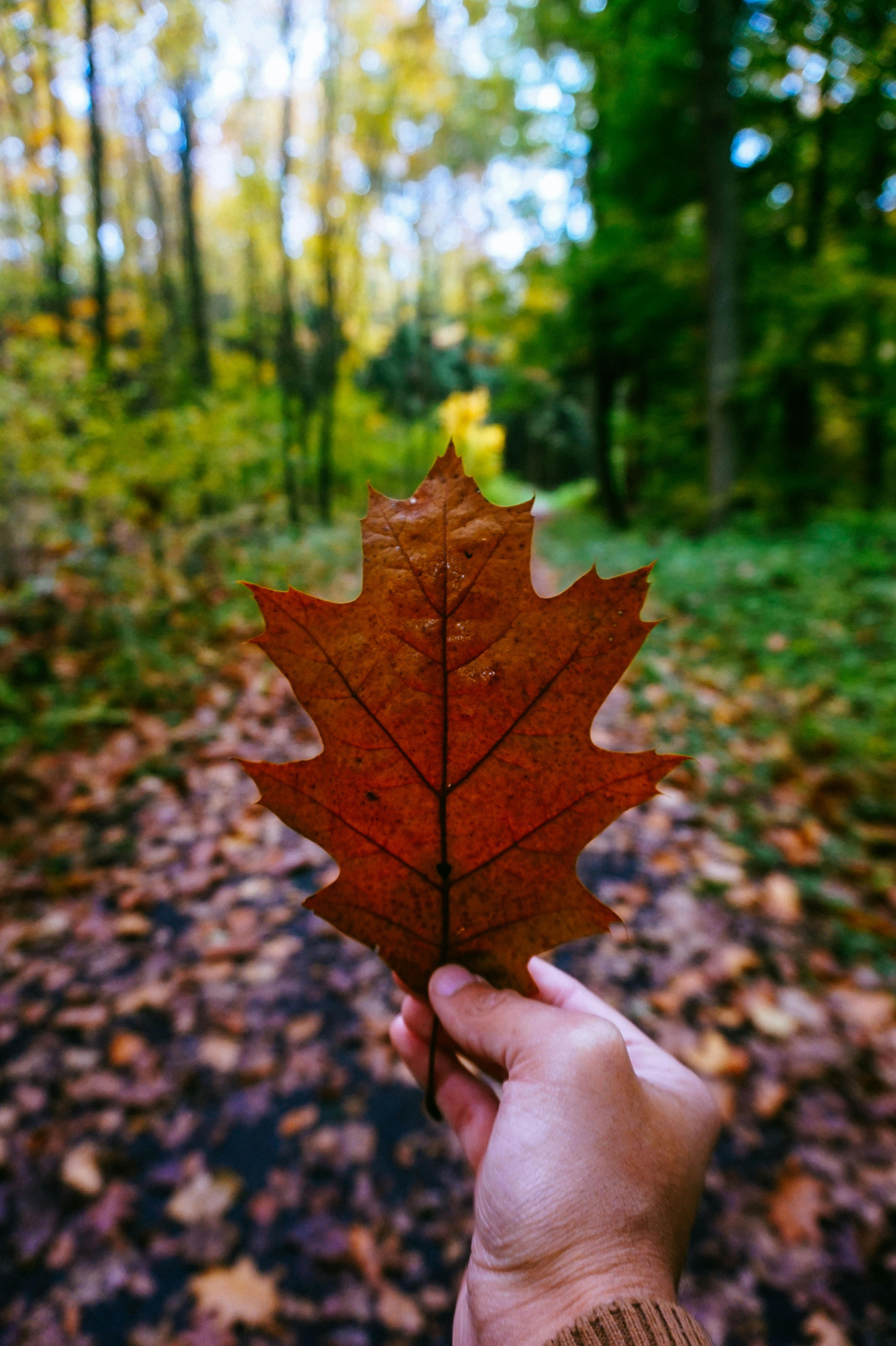 yellow leaf free stock photo best size