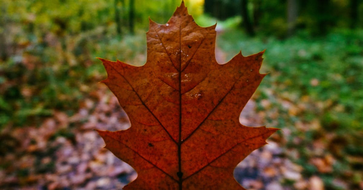 Free stock photo of autumn, leaf, maple