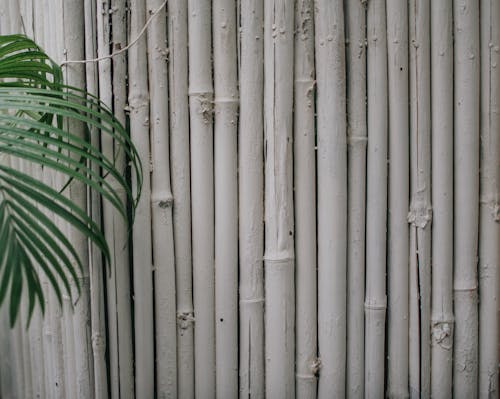 Bamboo Grass Wall