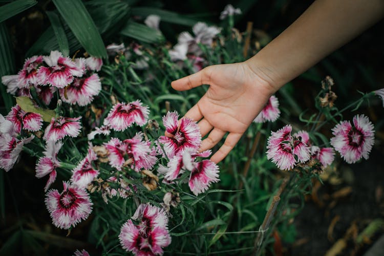 Blooming Sweet William Flowers