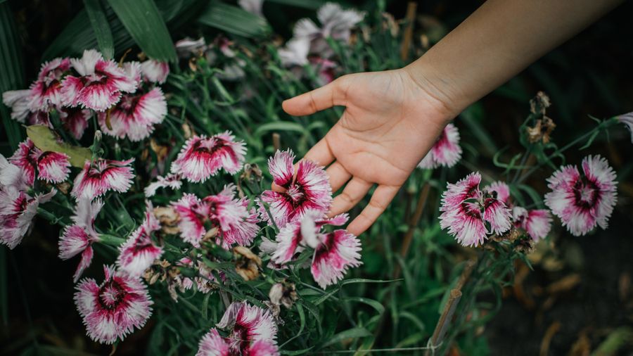 How to Plan a Garden Landscape Before You Touch a Shovel
