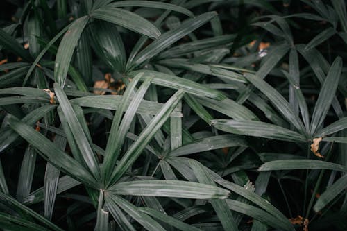 Бесплатное стоковое фото с ботаника, завод, листва