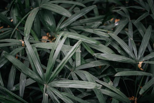 Lush Leafy Plants 