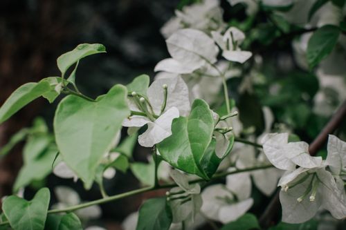 Free Detailed close-up of fresh white bougainvillea blossoms with lush green leaves outdoors. Stock Photo