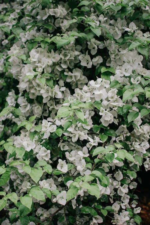 Darmowe zdjęcie z galerii z biały, liście, natura