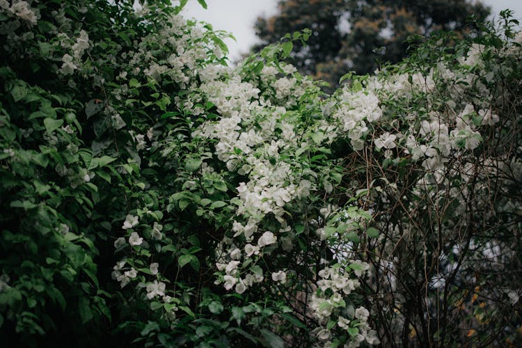 Bush With White Flowers