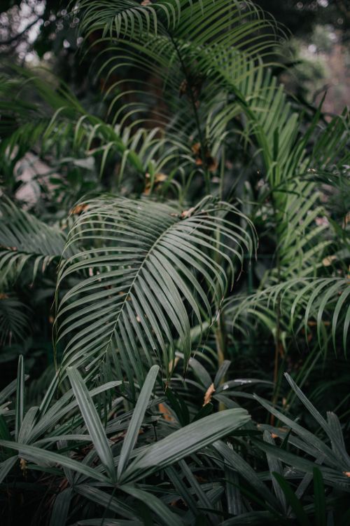 Free Close-up of vibrant green leaves in a tropical jungle, showcasing nature's lush beauty. Stock Photo