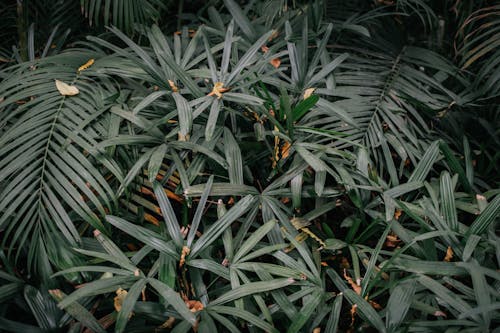 Palm Trees Leaves