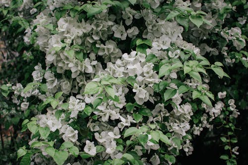 Bezpłatne Darmowe zdjęcie z galerii z biały, natura, roślina Zdjęcie z galerii